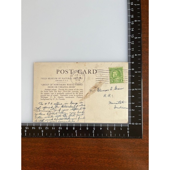 Vintage 1936 RPPC Ephemera Postcard White Tailed Deer Museum Natural History SEE - Picture 3 of 5